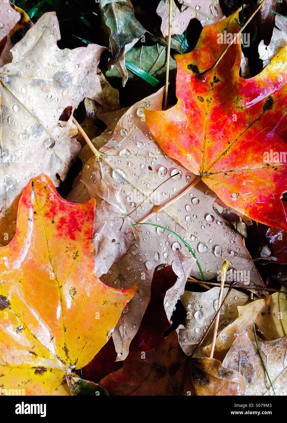 Die Farben des Herbstes in voller Pracht mit dem Ahornholz verläßt. Stockfoto