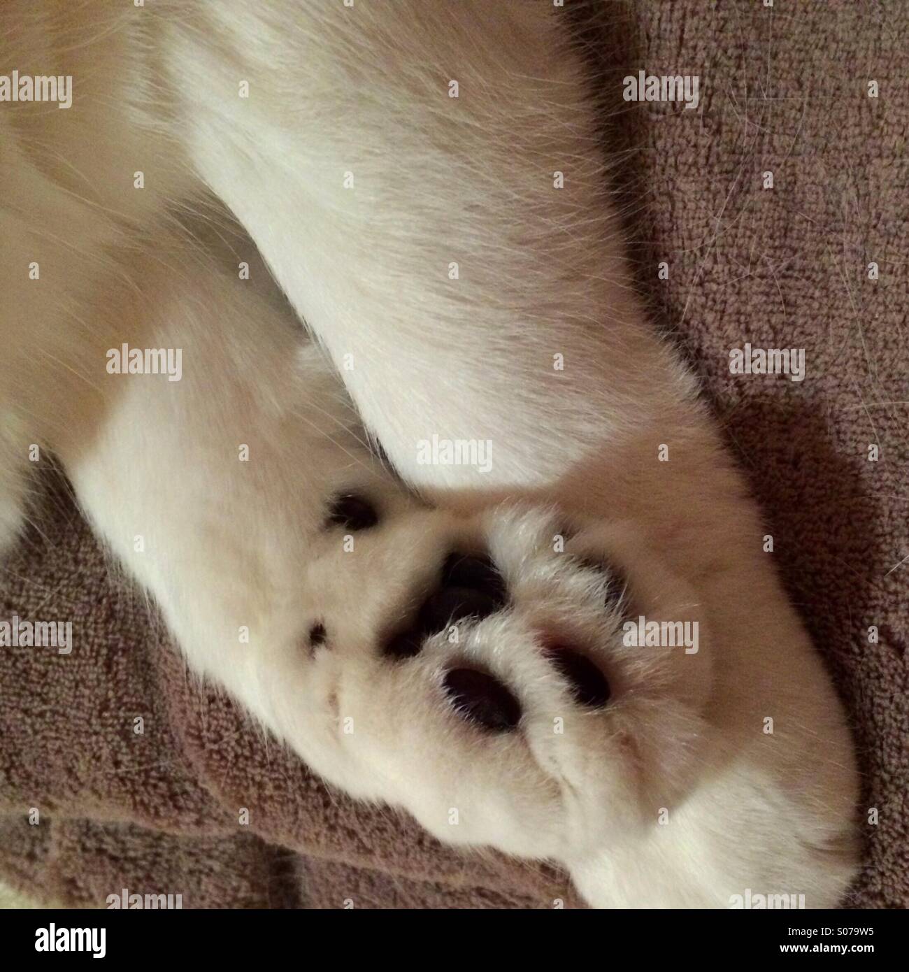 Flauschige weiße Katzen Pfoten Stockfoto