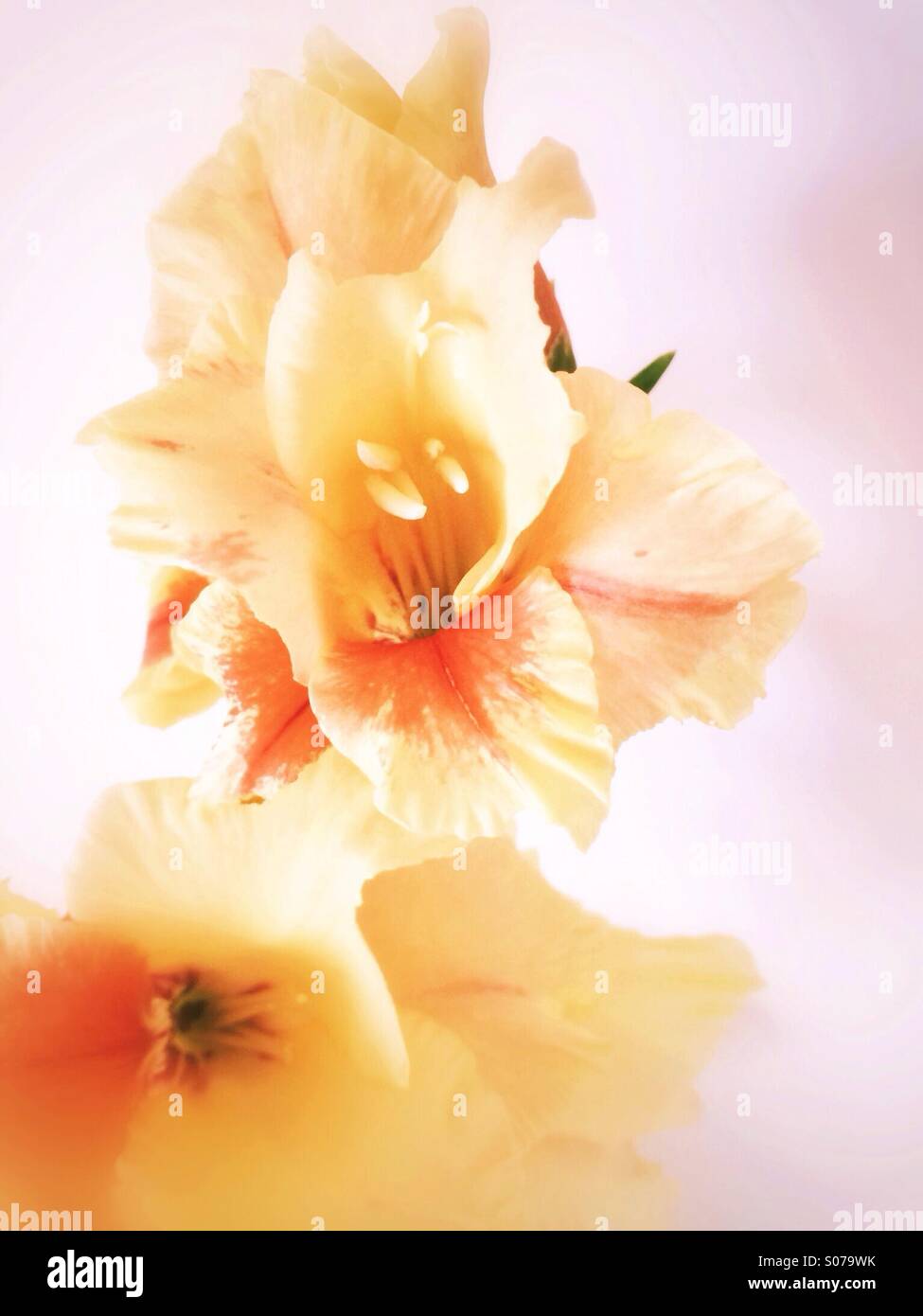 Gelbe Gladiolen-Blüten Stockfoto