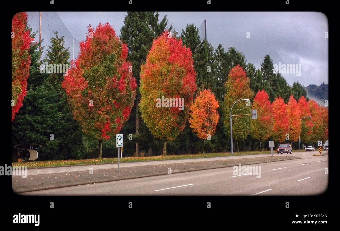 Bunte Bäume im Herbst durch die Straße in der Stadt Stockfoto