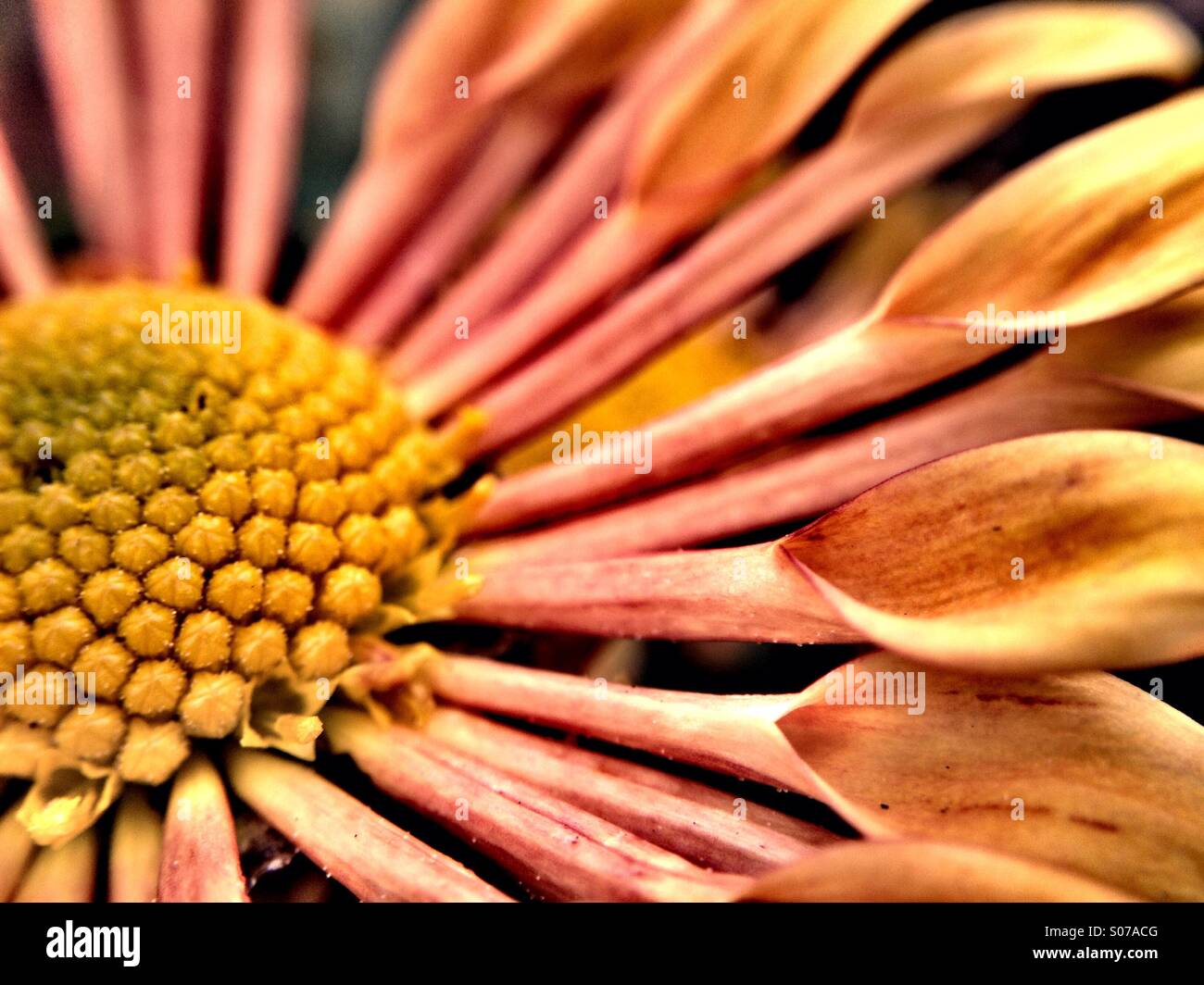 Chrysantheme Blume Stockfoto