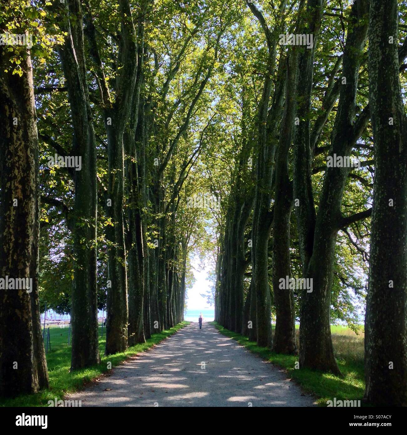 Dies ist der richtige Weg zum Genfer See in Lausanne Universitätscampus. Bild im Sommer mit einer schönen Sonne, gut Grün der Bäume und den See in blau. Stockfoto