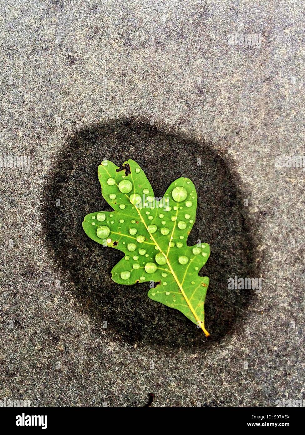 Einzelnes Blatt mit raindropsr - Smartphone-aufgenommenes Stockfoto