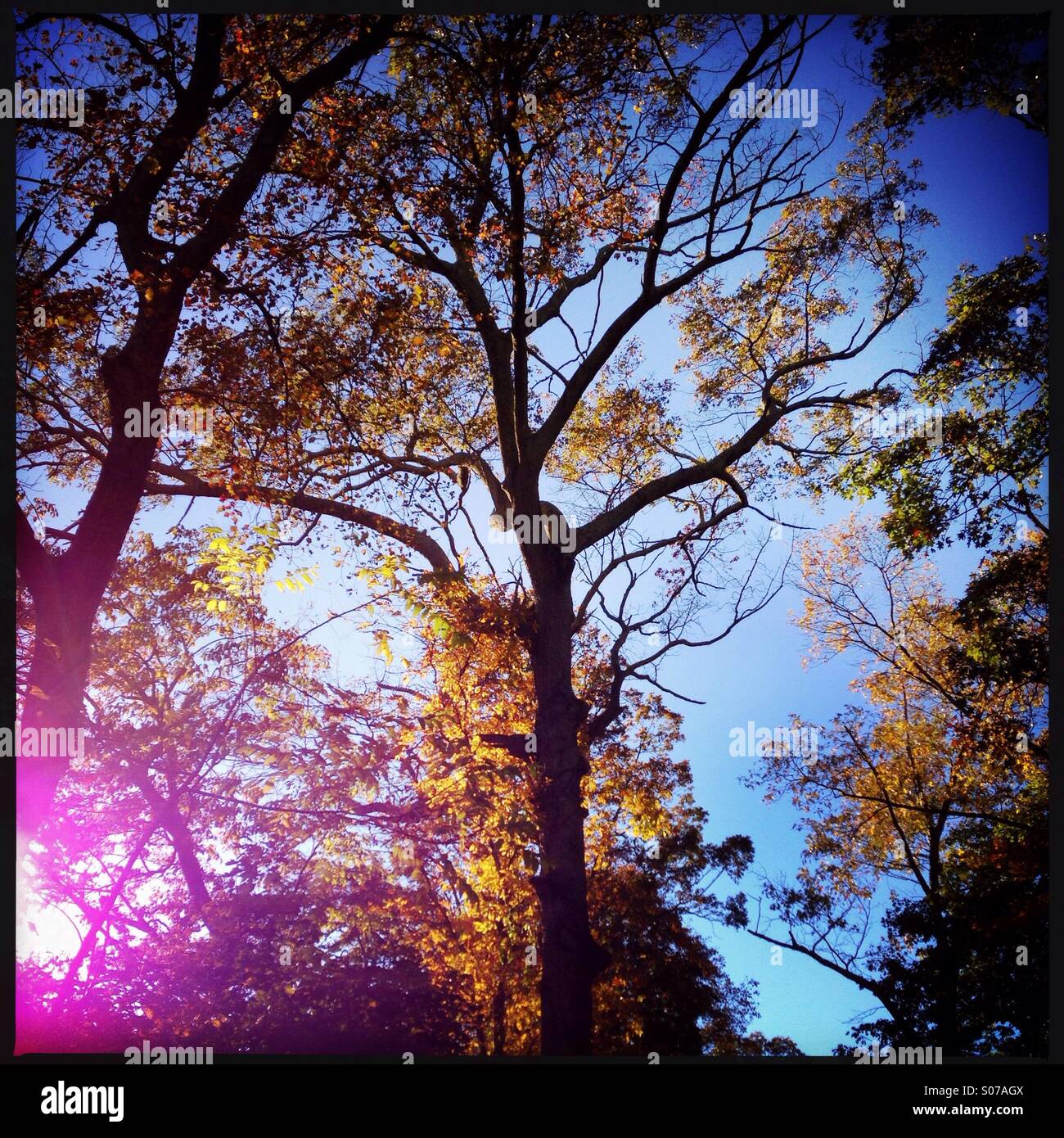 Herbstliche Bäume und Himmel. Stockfoto