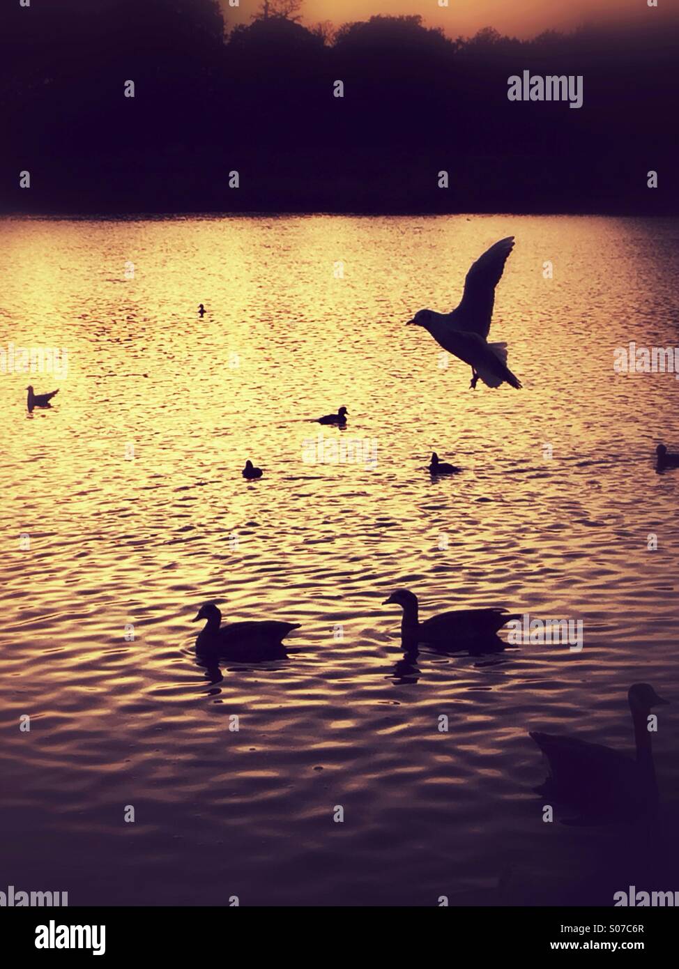 Enten in einem See Stockfoto