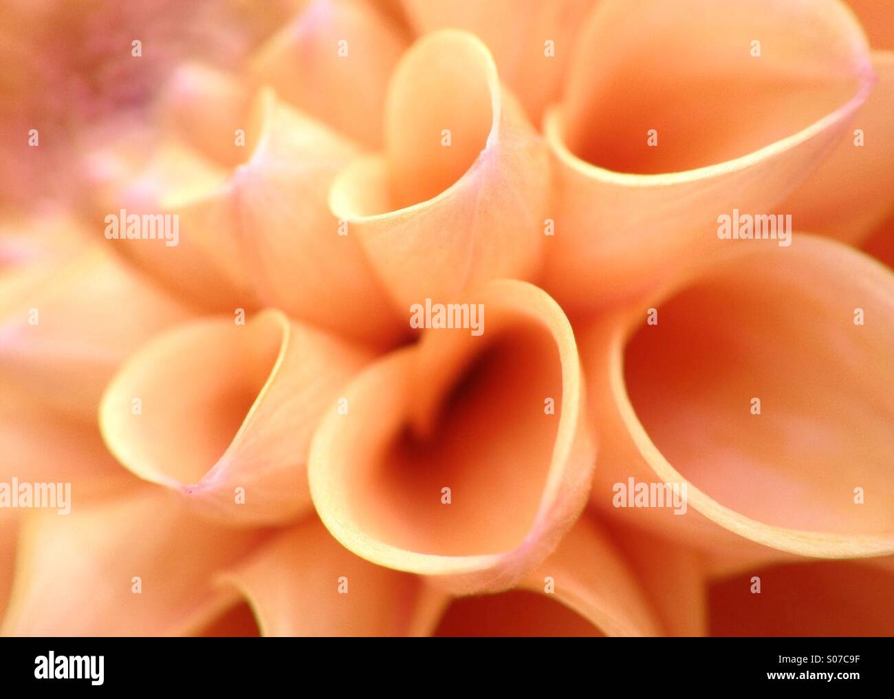 Dahlien-Blüten - Smartphone-aufgenommenes Stockfoto