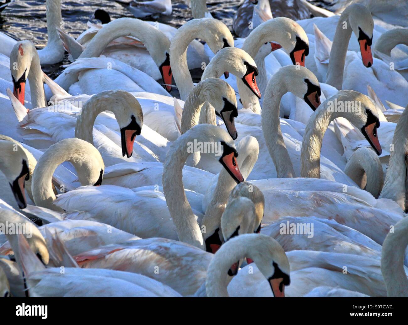 Gruppe von majestätischen Schwäne Stockfoto