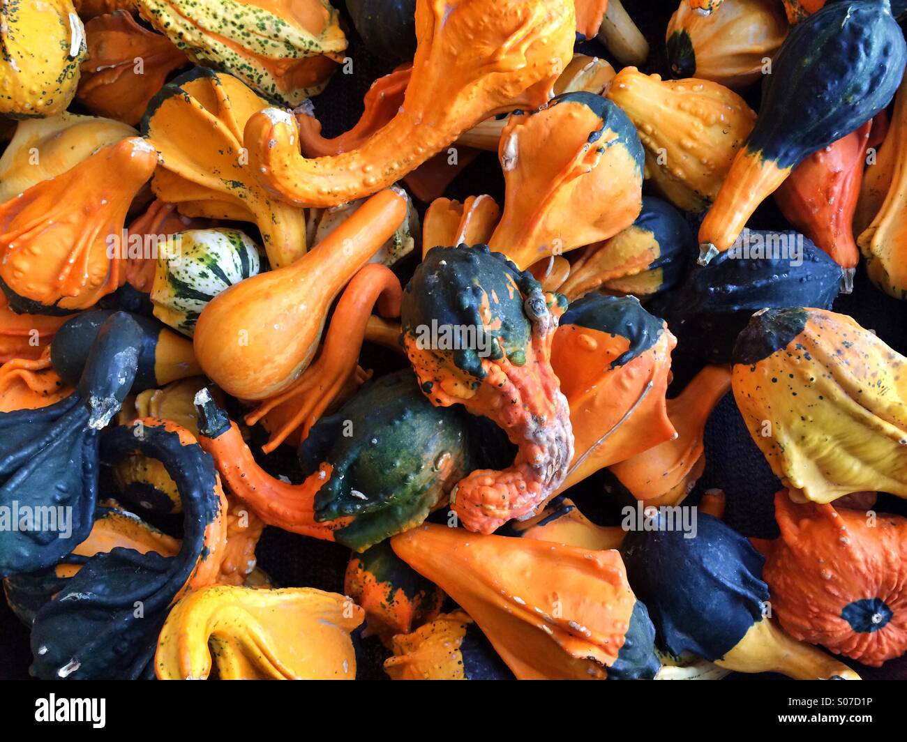 Eine große Aasortment der Herbst Kürbisse in leuchtenden Farben Stockfoto