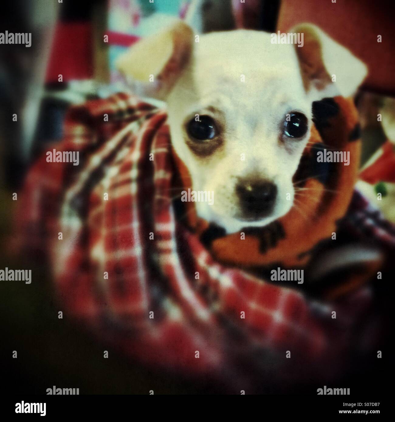 Ein kleiner Hund in eine Decke gehüllt Stockfoto