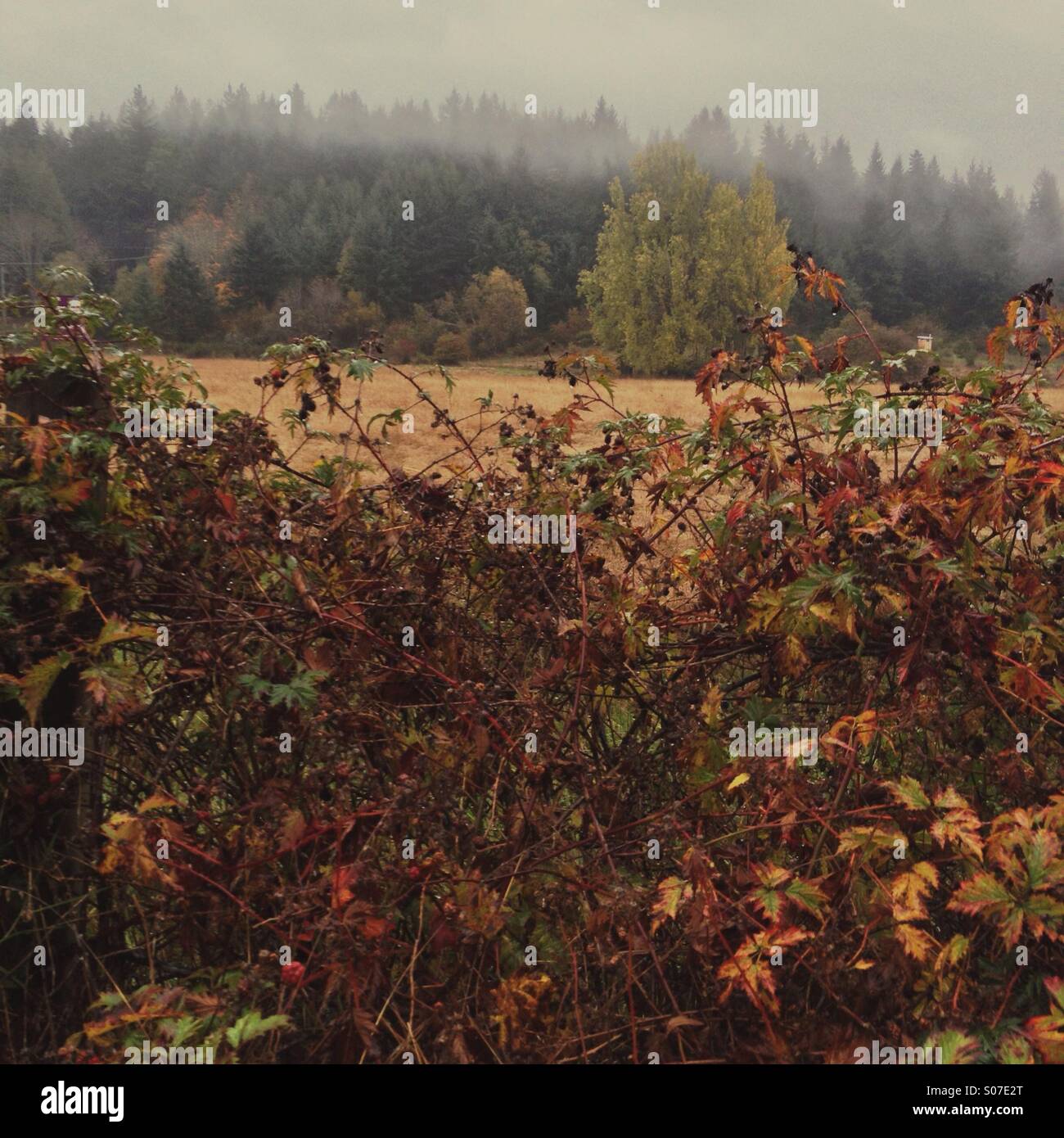 Ab Saison Brombeeren im Herbst, triefend vor Regen neben neblig Feld. Stockfoto