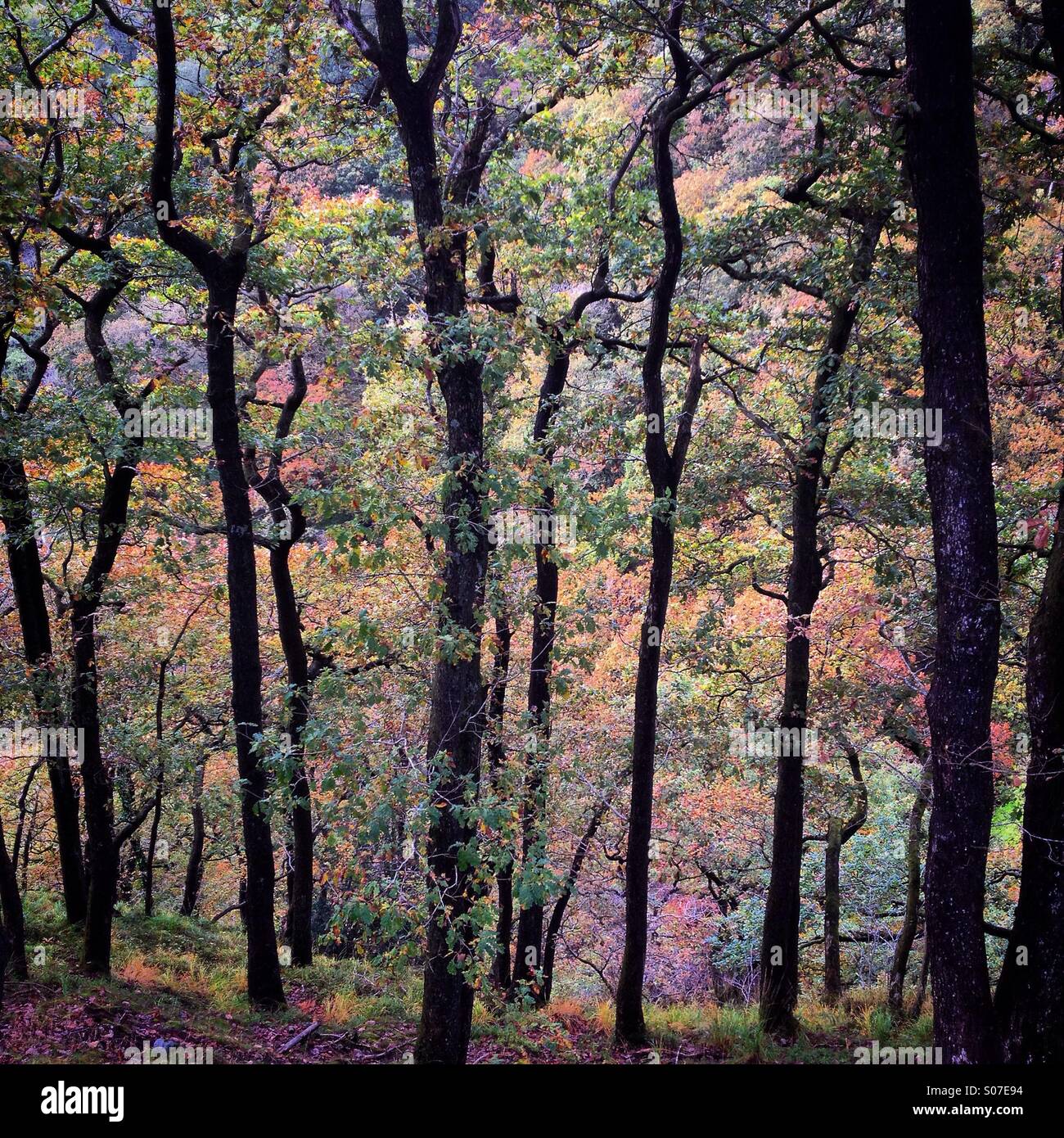 Tief in einem Wald Herbst Herbst in Brecon-Beacons-Nationalpark in den Bergen von Süd-Wales, Großbritannien Stockfoto