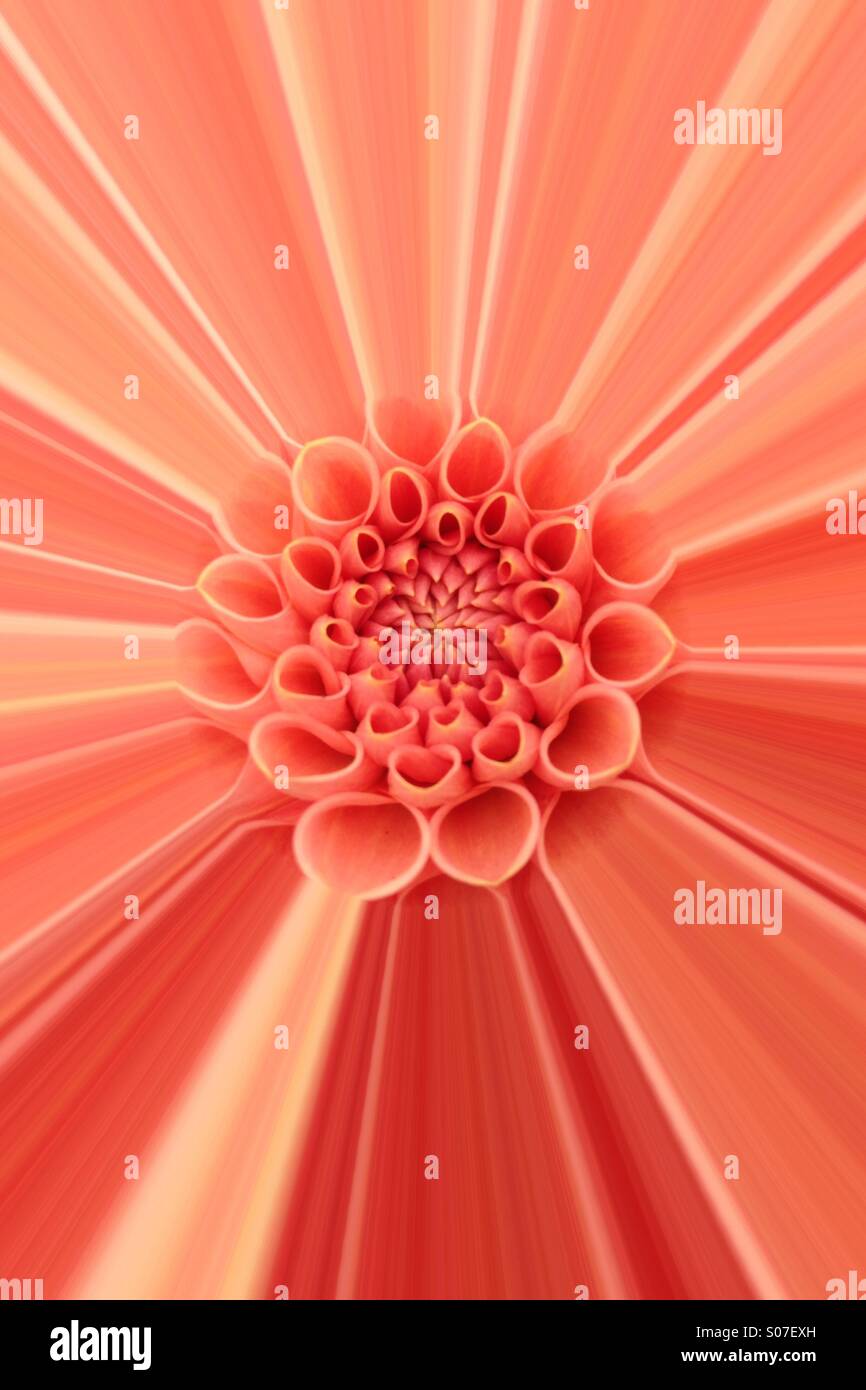 Abstrakte Wirkung auf einer Blume Dahlie - Smartphone-aufgenommenes Stockfoto