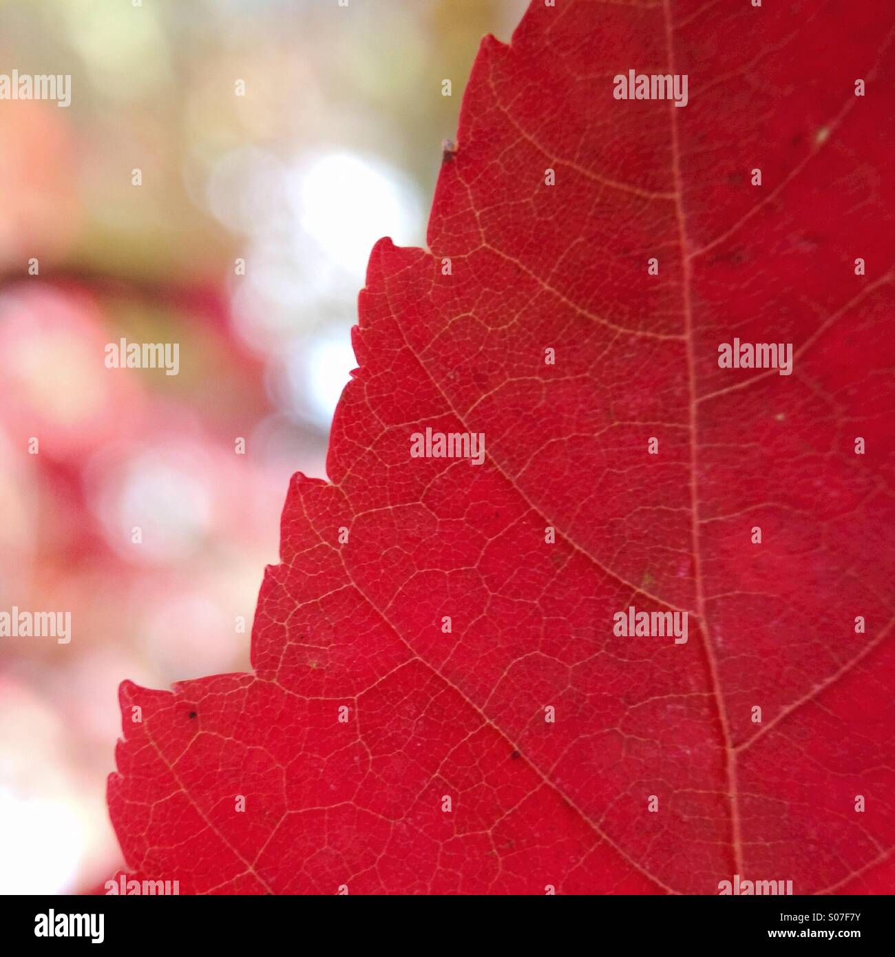 Herbst Blatt Makro Stockfoto