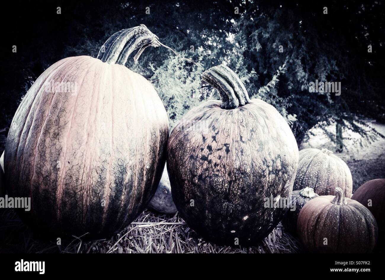 Herbst Kürbisse. - Smartphone-aufgenommenes Stockfoto