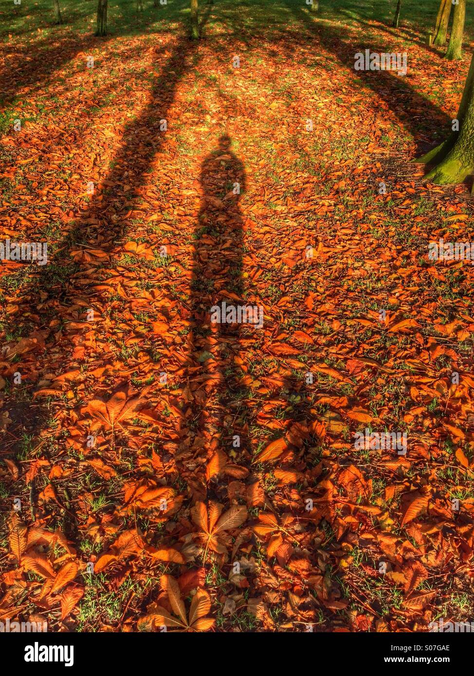 Herbstlaub und Schatten Stockfoto