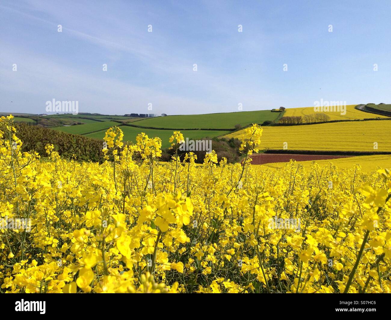 Goldene Felder Stockfoto