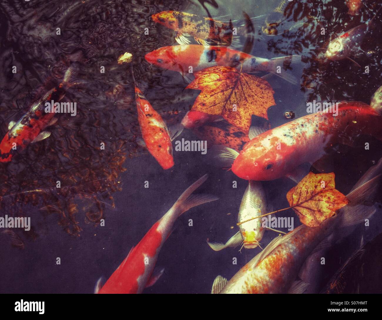 Koi-Karpfen im Teich - Smartphone-aufgenommenes Stockfoto