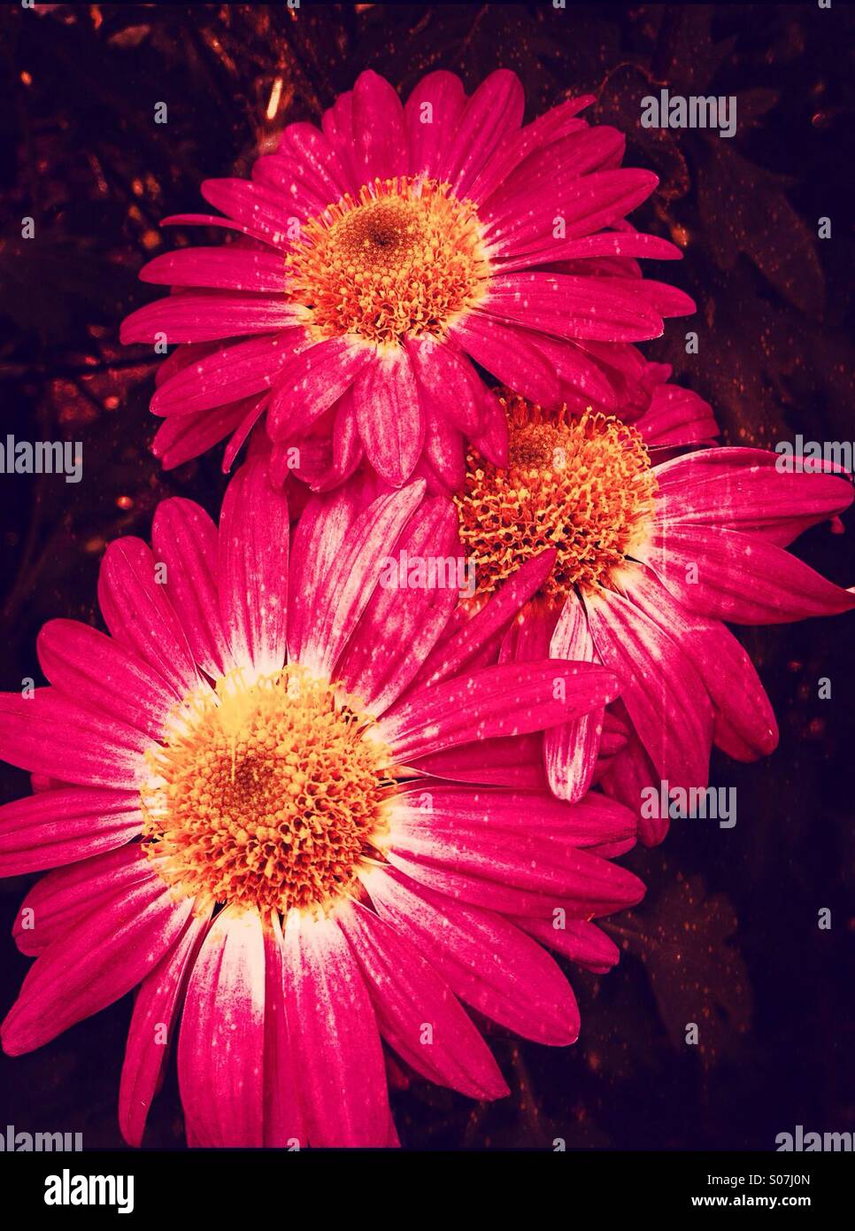Nahaufnahme der Chrysanthemen Stockfoto