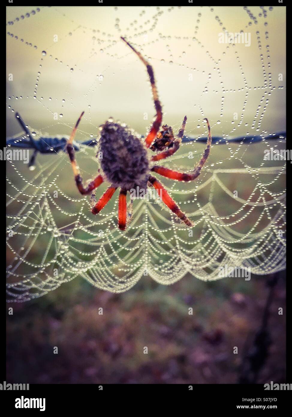Sonnenaufgang, gebildet bunte Spinne und Netz mit Tautropfen, Erstellen einer glitzernden Seherlebnis entlang einem Strang von Stacheldraht. Stockfoto