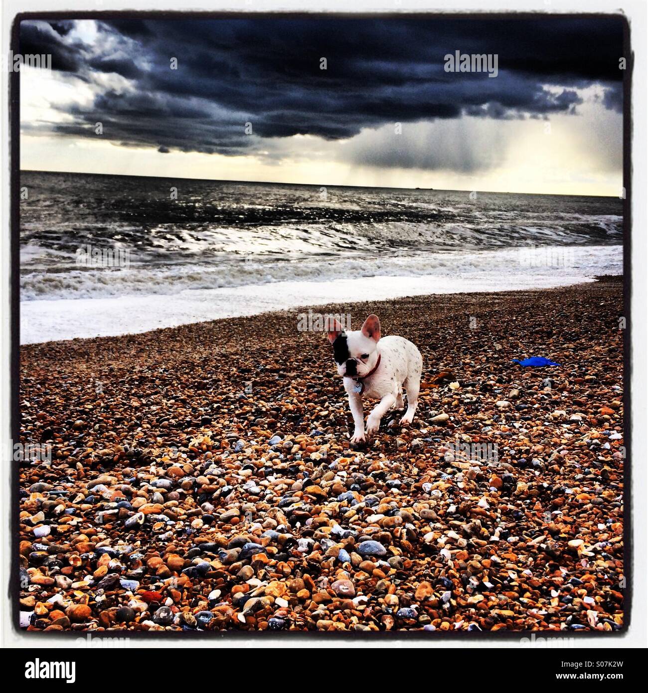 Bulldog auf Brighton Beach Stockfoto