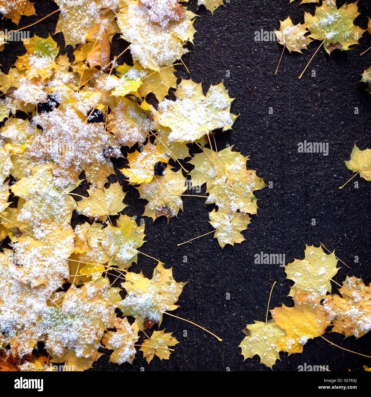 Gelbe Ahornblätter mit einer Prise Schnee Stockfoto