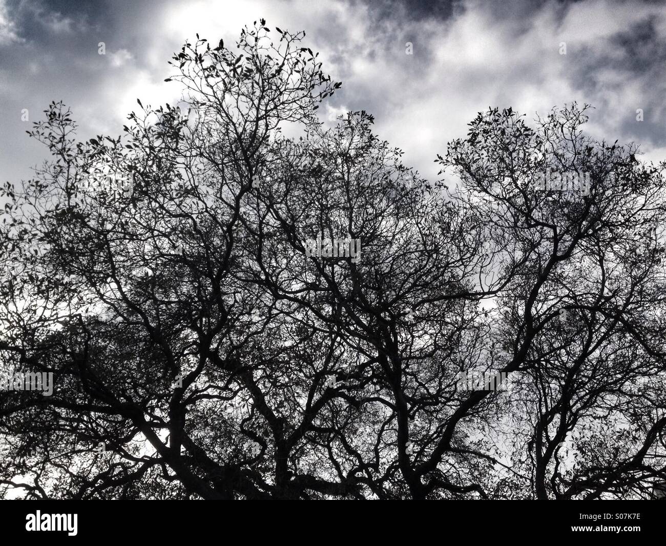 Baum-Silhouette und bewölktem Himmel Stockfoto