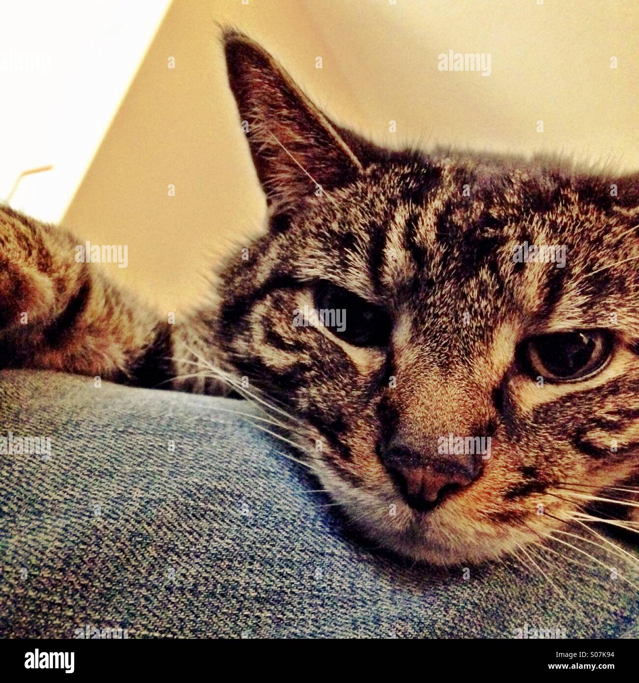 Schläfrige Katze Stockfoto