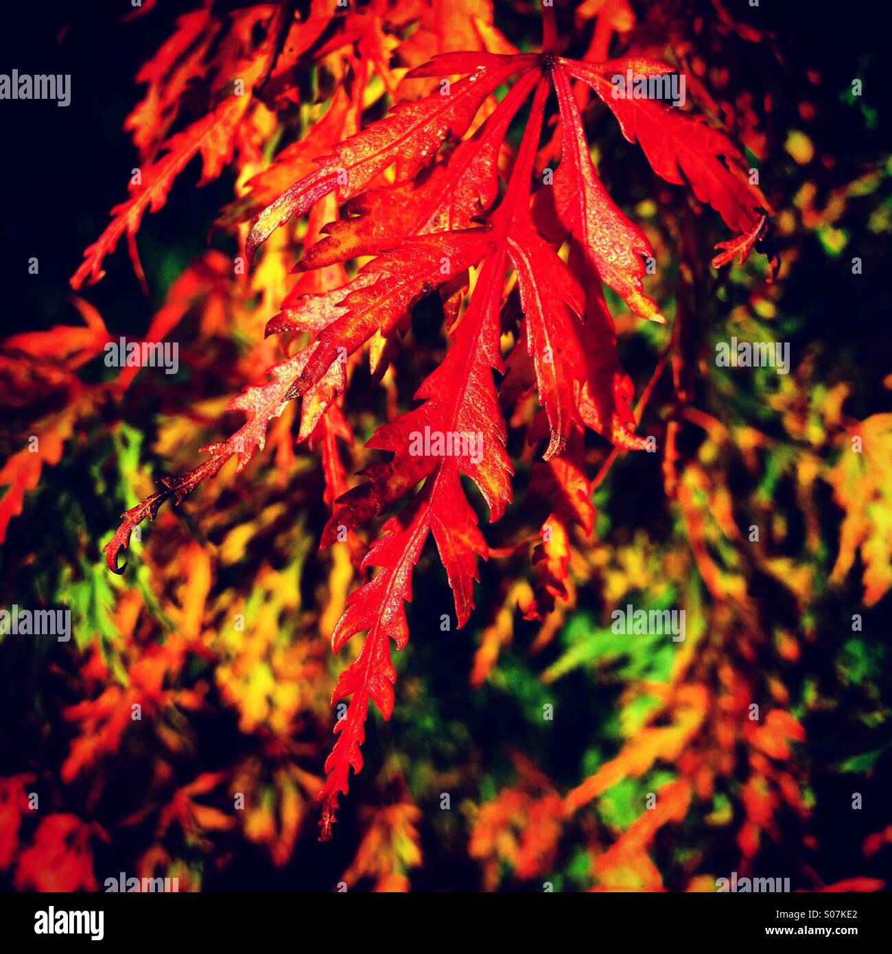 Herbstfärbung auf einem Acer-Baum. Stockfoto