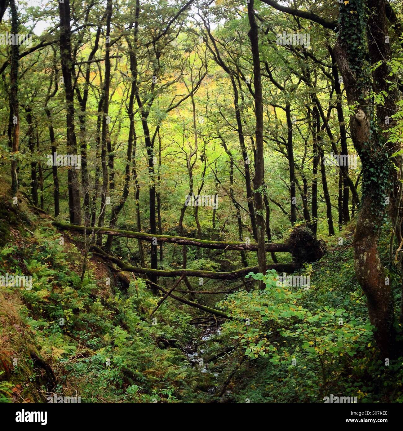 Eine Baum-Brücke über einen Bach in der Mitte ein Herbst Herbst Wald in Brecon-Beacons-Nationalpark in Wales - Smartphone-aufgenommenes Stockfoto