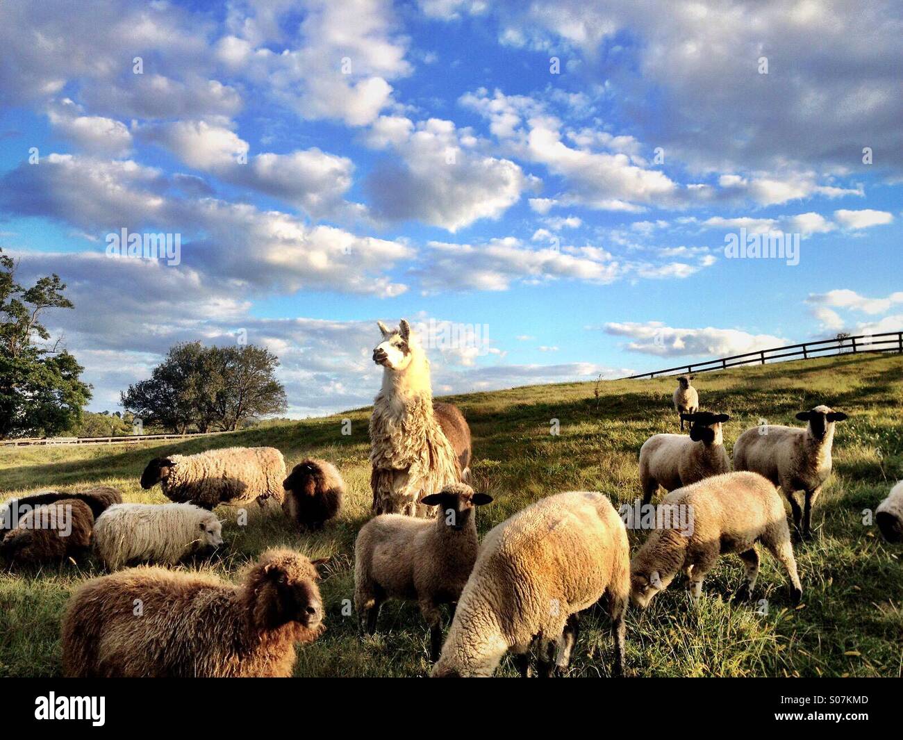 Lama, umgeben von Schafen auf einer Farm in Virginia, USA Stockfoto