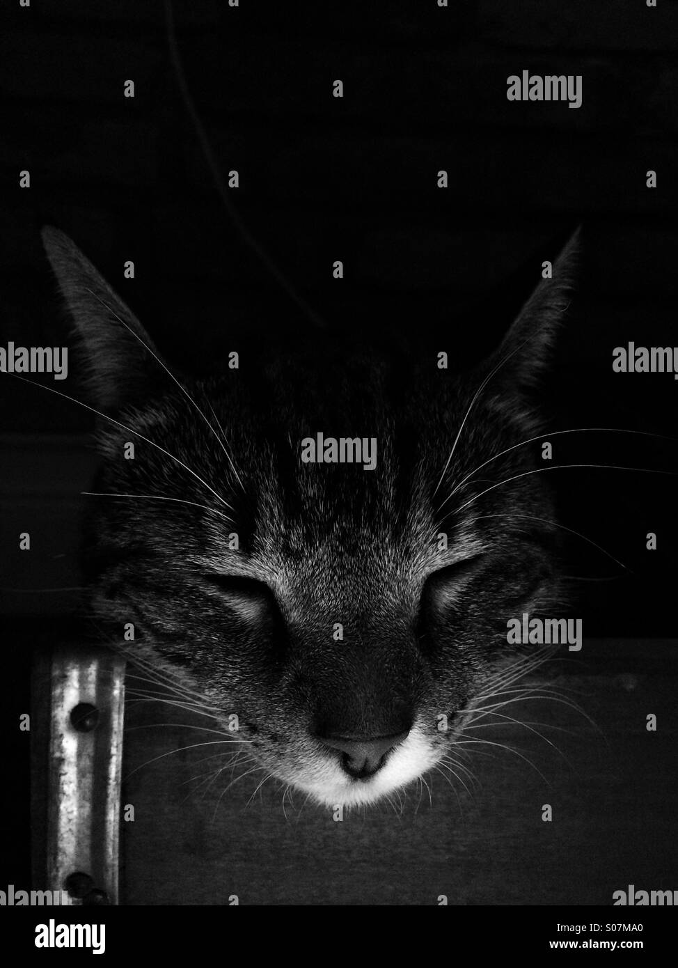 Low-Light Katze Stockfoto