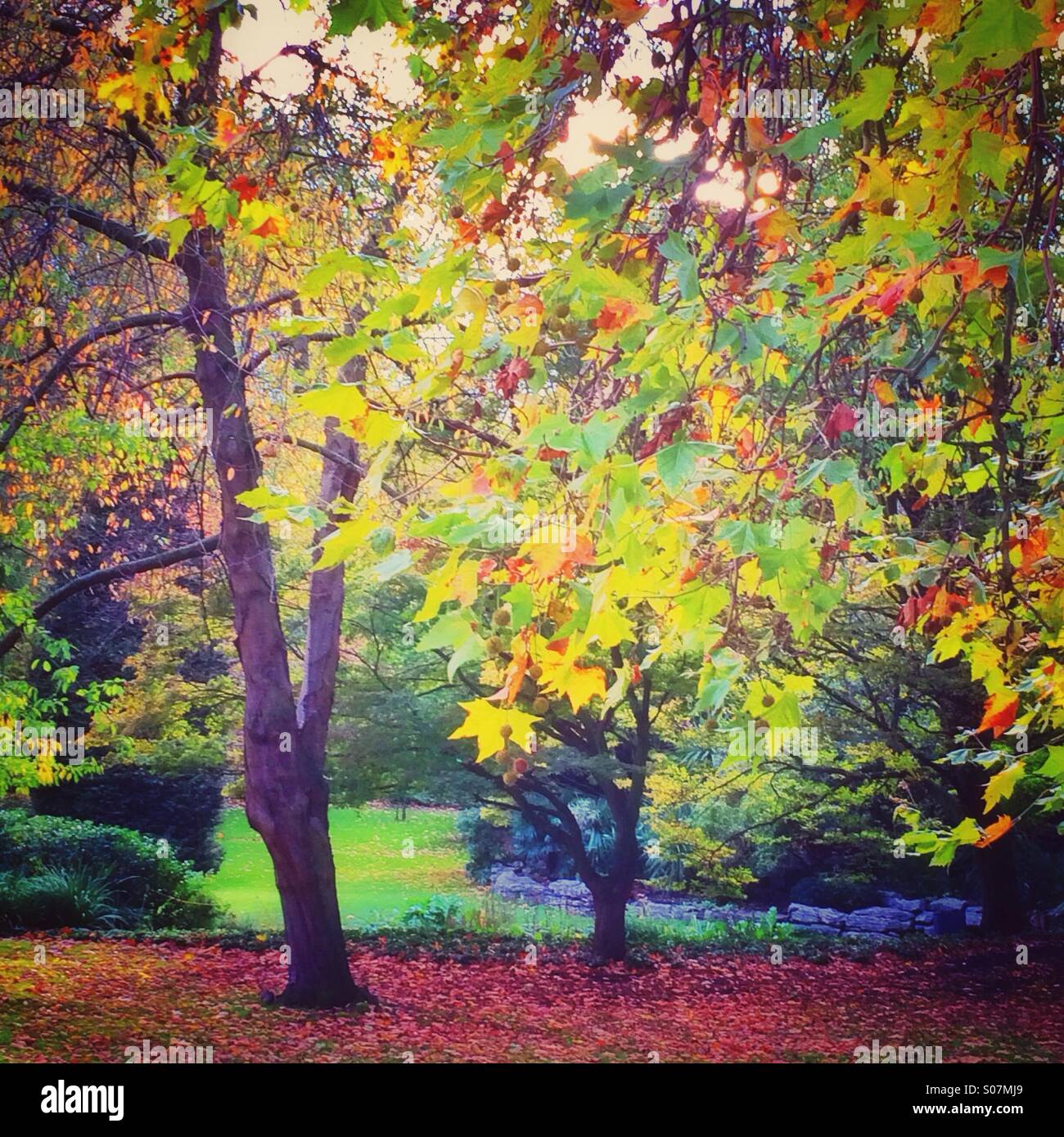 Herbstliche Bäume in einem park Stockfoto