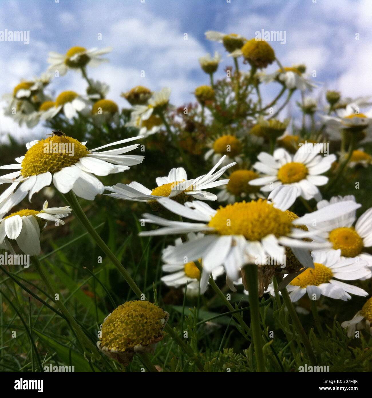 Wildblumen Stockfoto