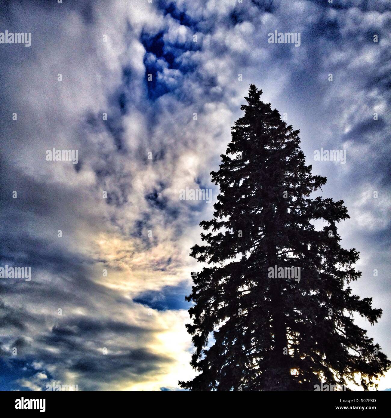 Baum - Smartphone-aufgenommenes Stockfoto