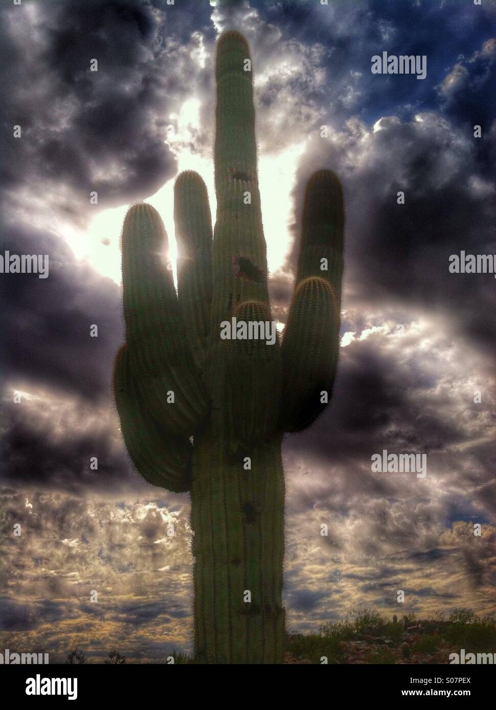 Riesigen Saguaro-Kaktus mit Sunburst, bewölkten Nachmittag in Phoenix, Arizona. USA Stockfoto