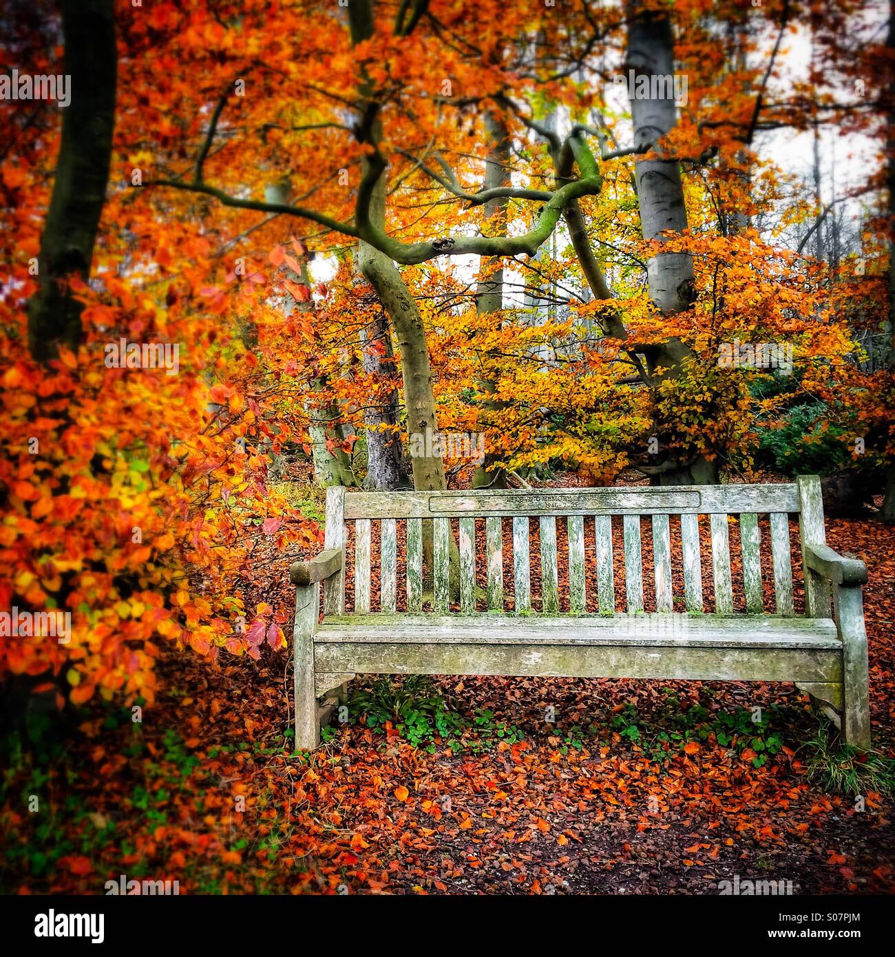 Herbst Farben-Bank am Wandlebury Country Park, Cambridge, England Stockfoto