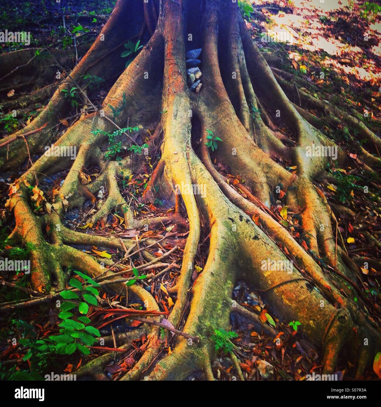 Baumwurzeln - Smartphone-aufgenommenes Stockfoto