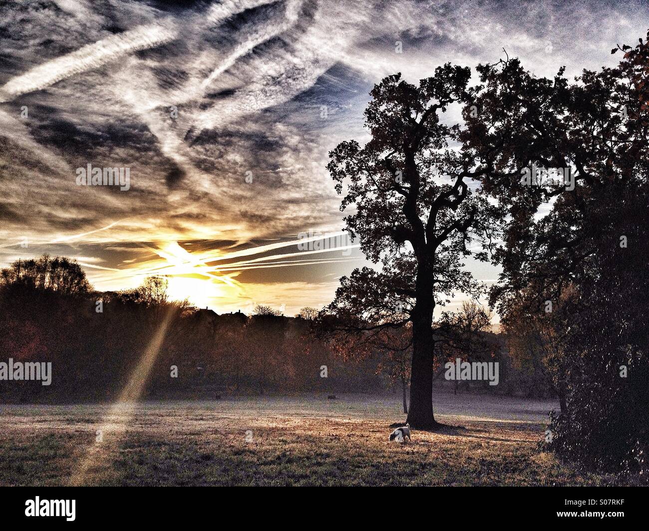 Bäume in einem Park bei Sonnenaufgang mit Flugzeug Dampf Wanderwege kreuzen in Himmel und Hund schnüffeln am Boden Stockfoto