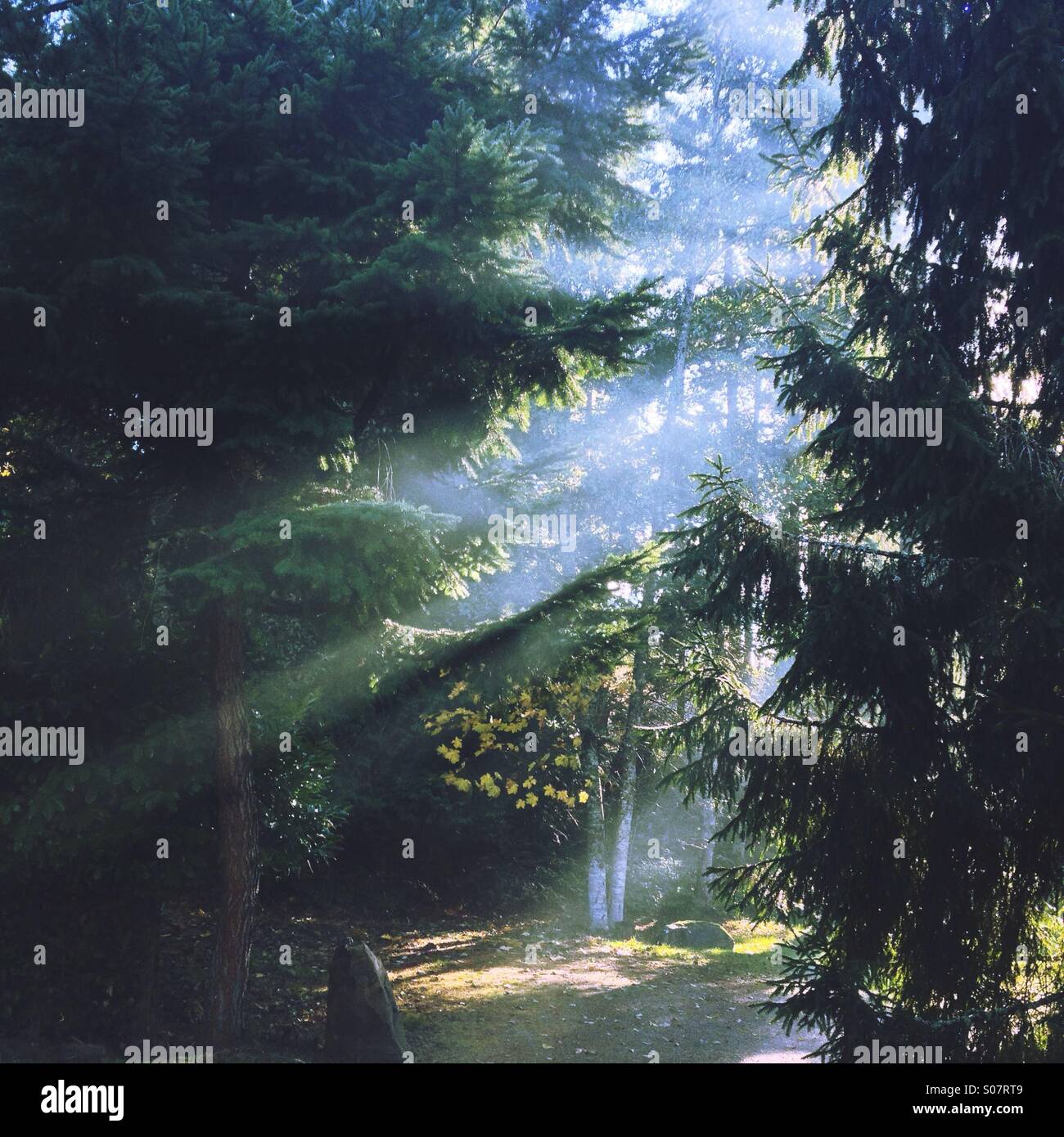 Strahlen des Sonnenlichts durch Bäume in smokey Waldlichtung. Stockfoto