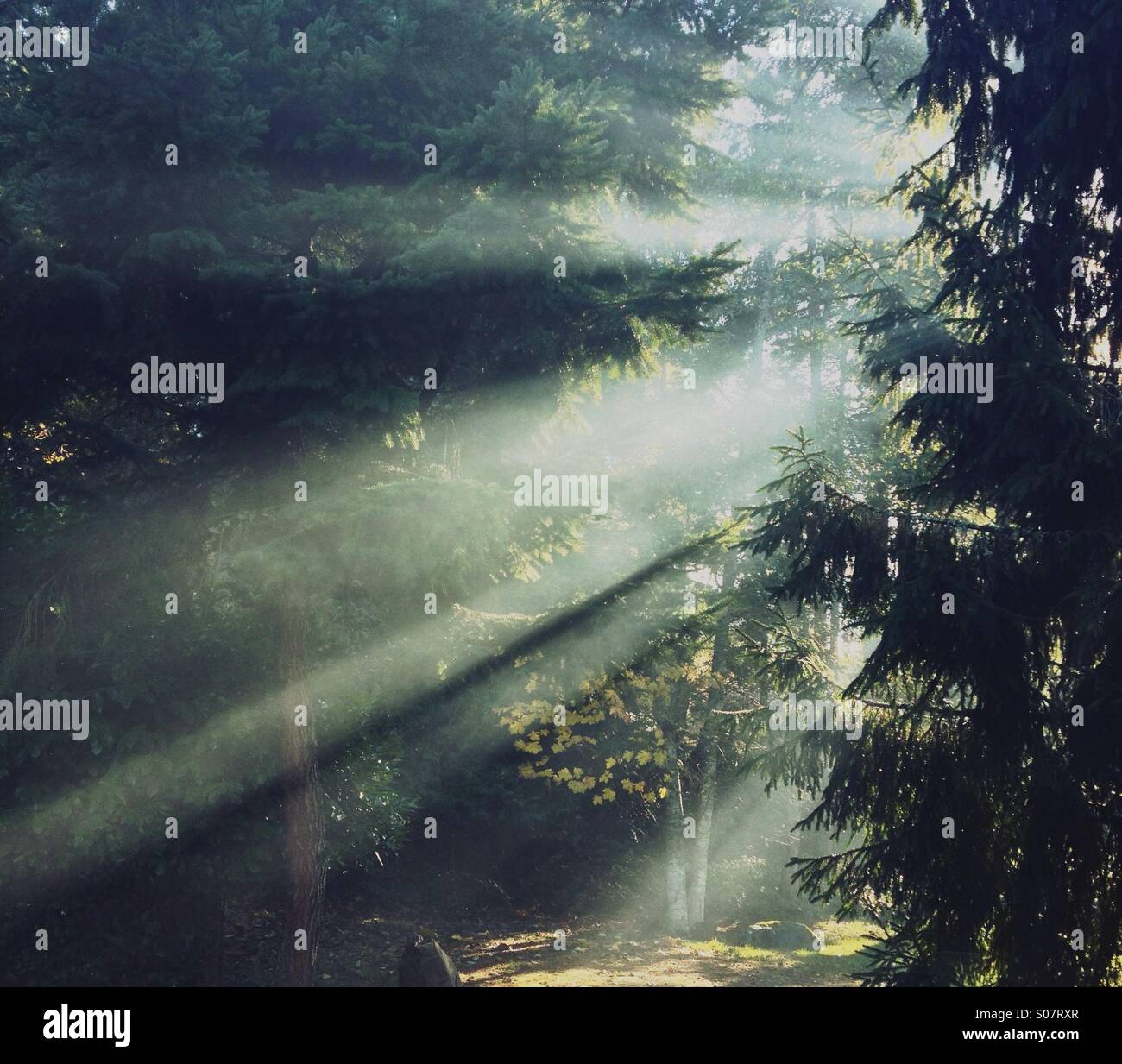 Licht strömt durch Bäume in smokey staubigen Wald. Stockfoto