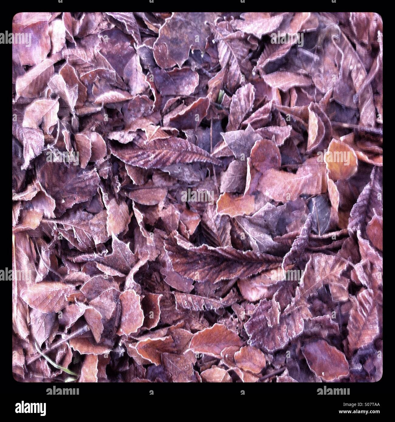 Gefallene Herbstlaub bedeckt in frost - Smartphone-aufgenommenes Stockfoto