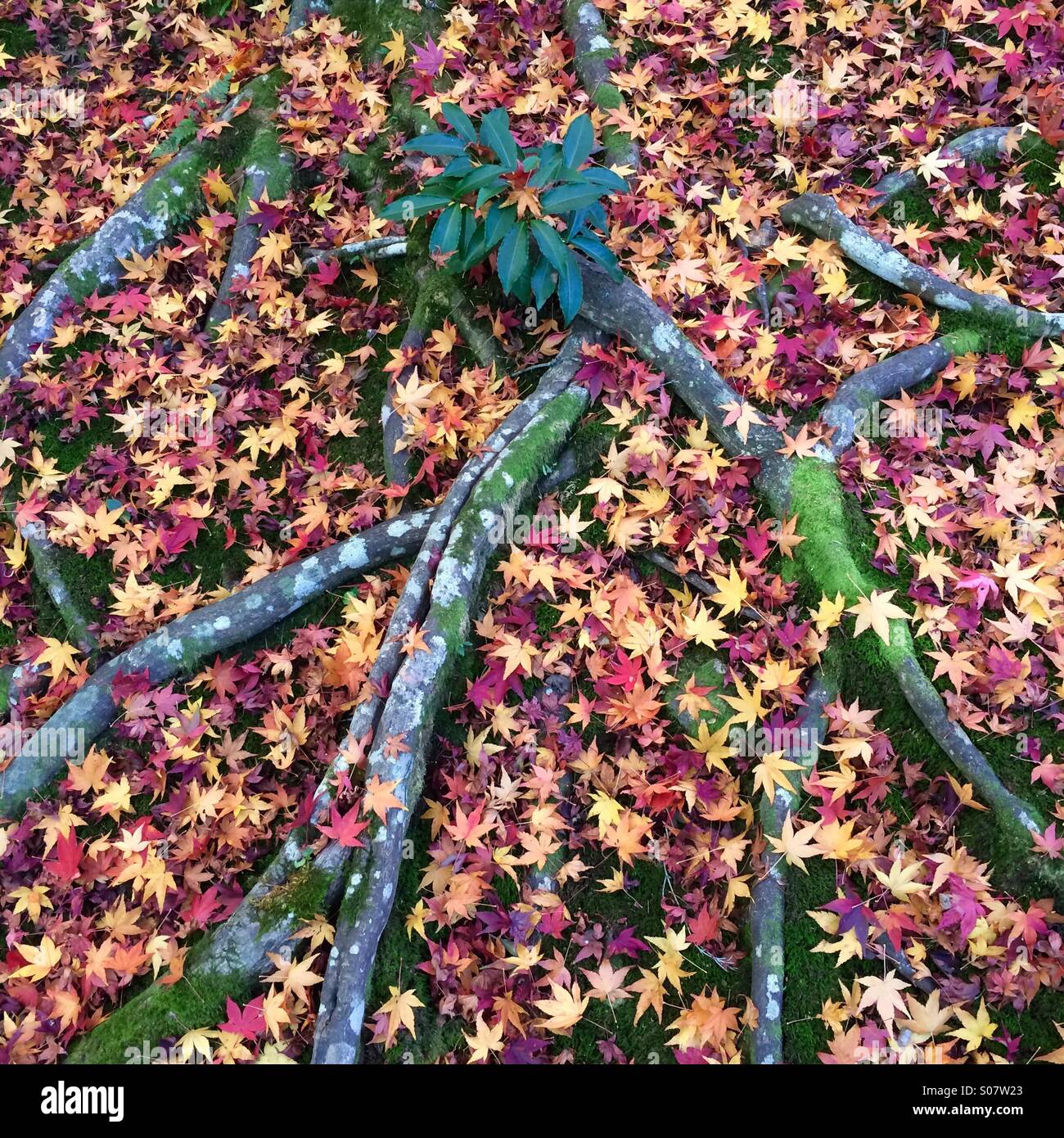 Gefallenen Ahornblätter und Baumwurzeln, Arashiyama Bezirk, Kyoto, Japan Stockfoto