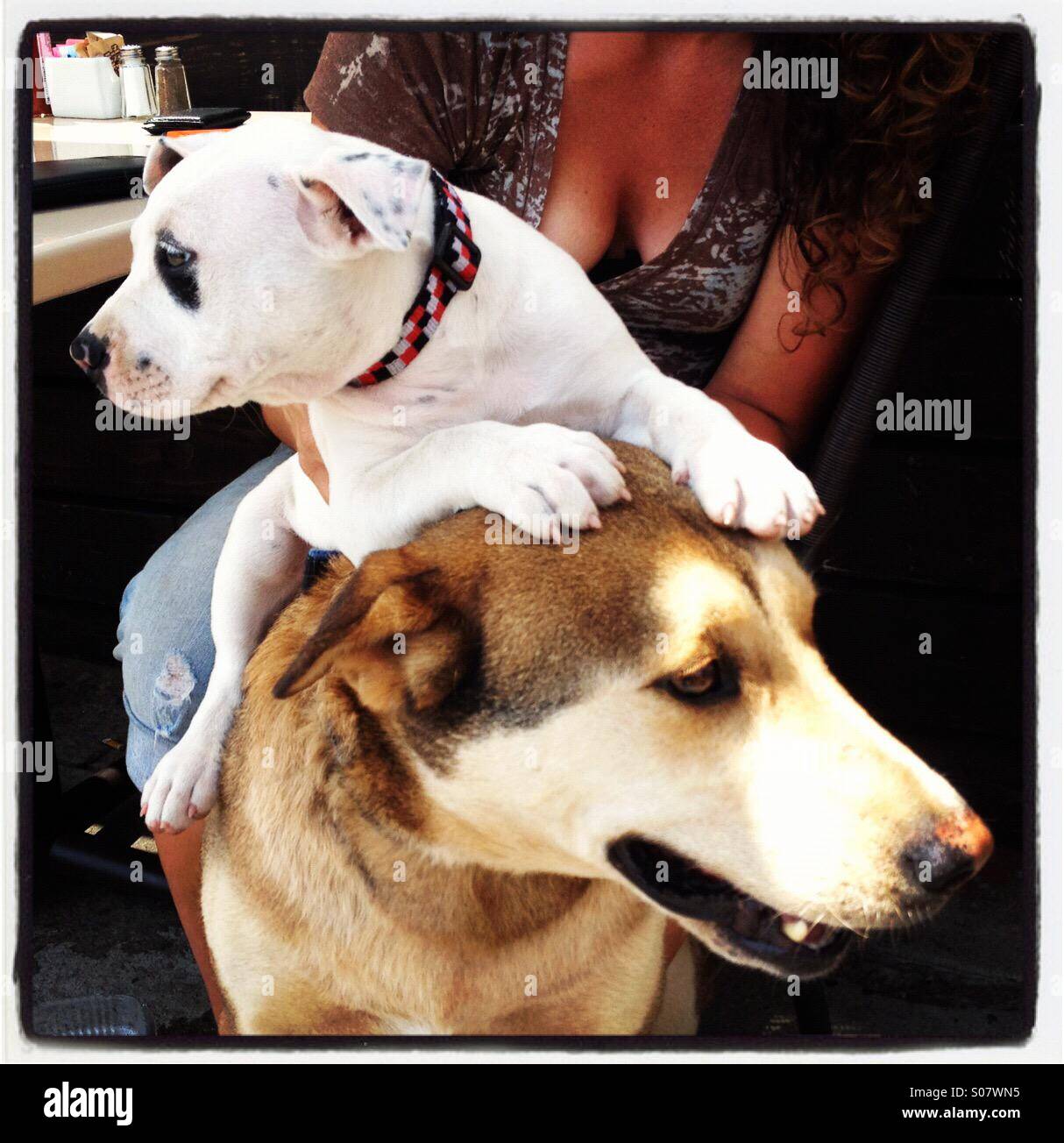 Welpen auf den Kopf eines größeren Hundes Stockfoto