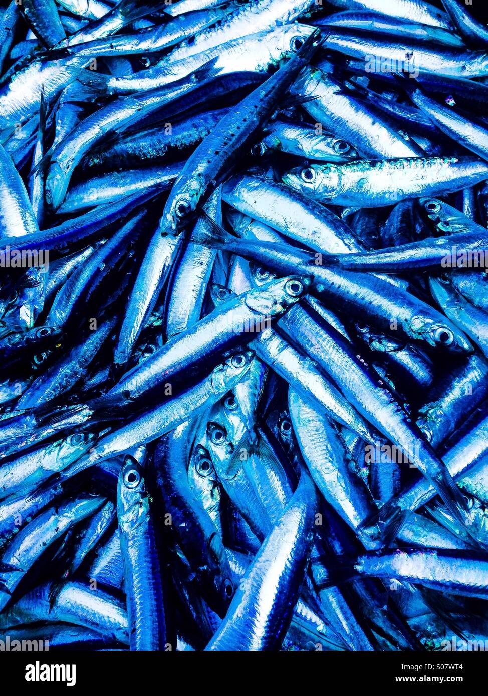 Sardellen Fisch Hintergrund Stockfoto