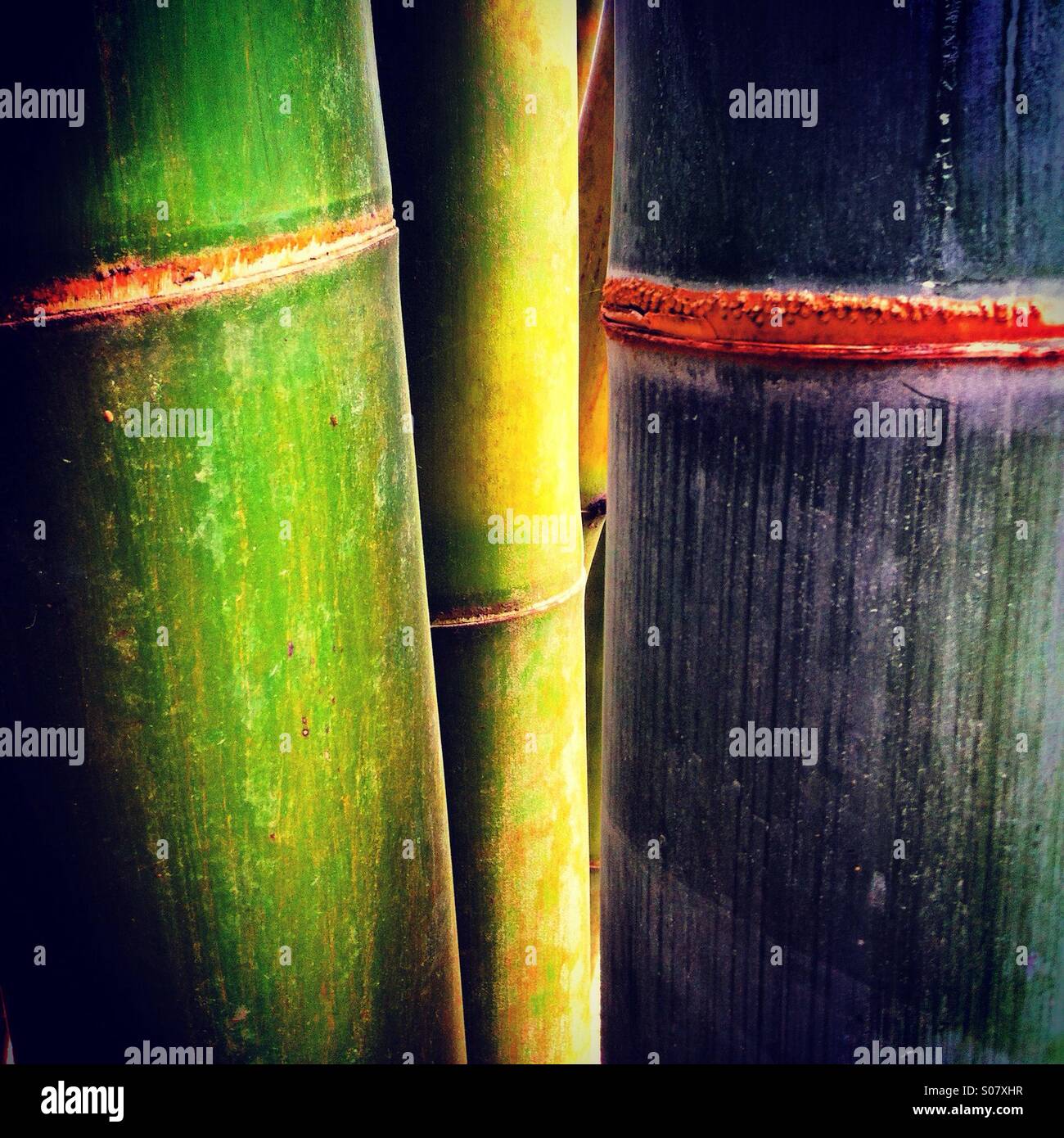 Zwischen Bambus - Smartphone-aufgenommenes Stockfoto