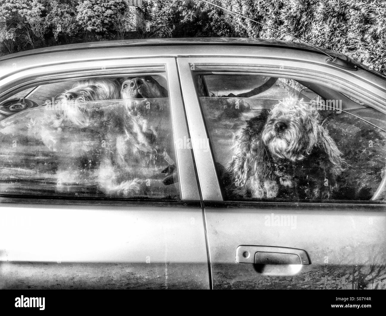 Verrückte Hunde Stockfotos und -bilder Kaufen - Alamy