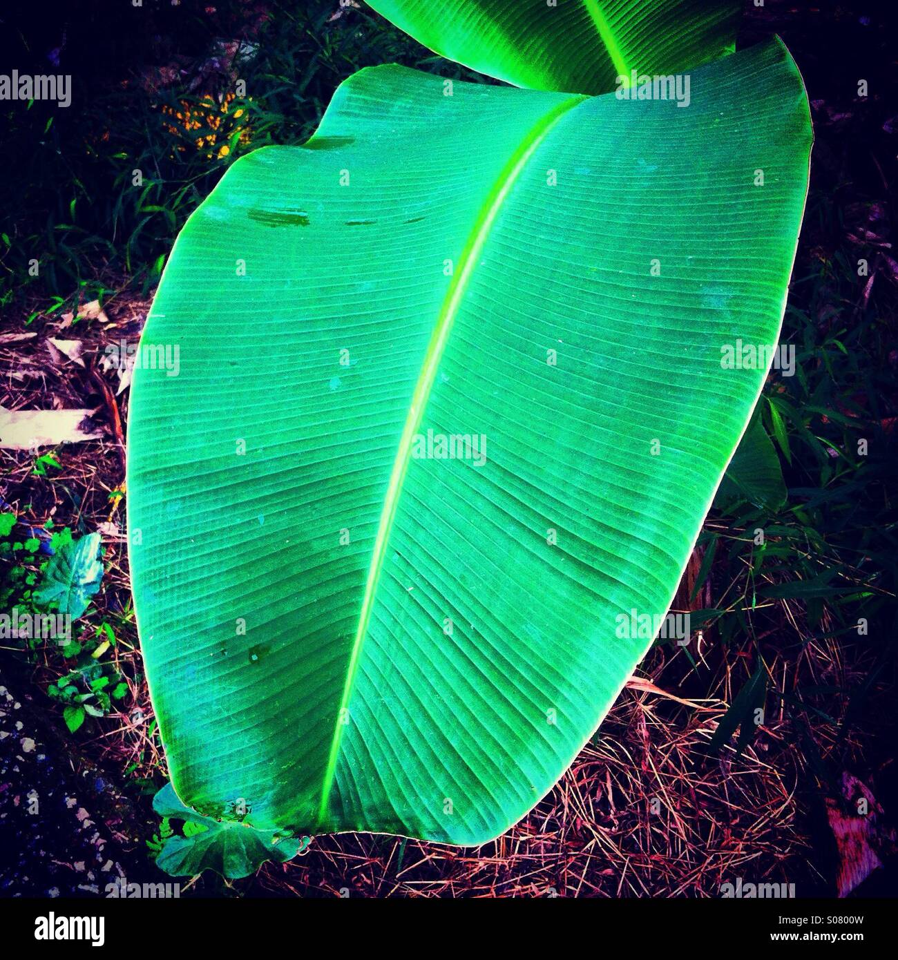 Frische Banane Baum Blatt - Smartphone-aufgenommenes Stockfoto