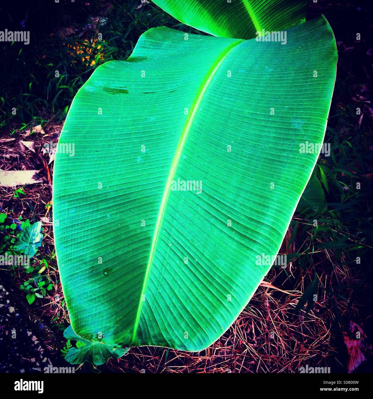 Frische Banane Baum Blatt Stockfoto