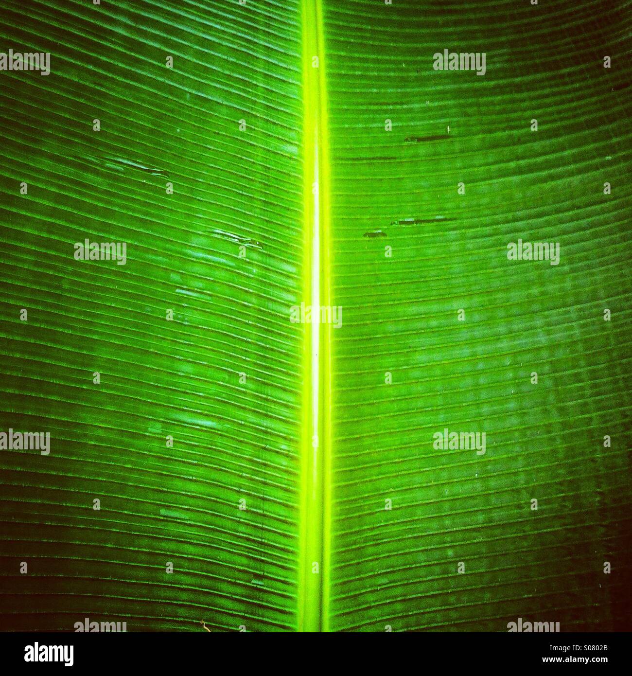 Detail der Nerven der frischen Blätter - Smartphone-aufgenommenes Stockfoto