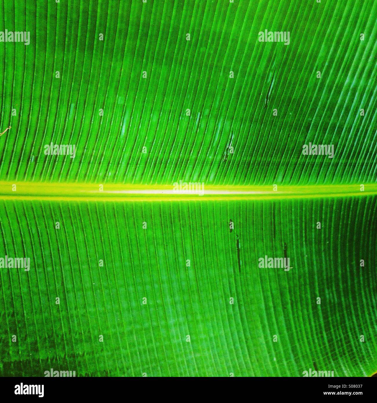 Textur von grünen Blatt im detail - Smartphone-aufgenommenes Stockfoto